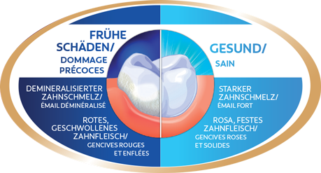 Die hochentwickelte Formel unterstützt die Remineralisierung des geschwächten Zahnschmelzes und die natürliche Regeneration des Zahnfleisches.