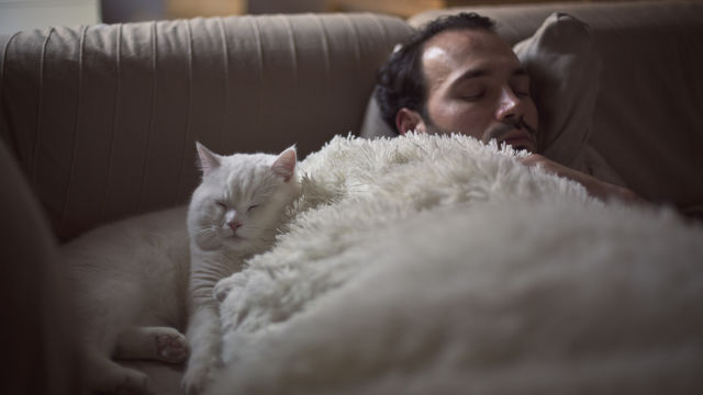 Mann schläft neben einer Katze auf dem Sofa, beide unter einer flauschigen Decke