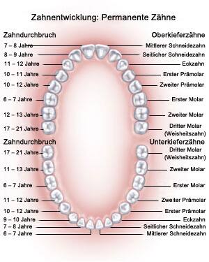 toothanatomy1